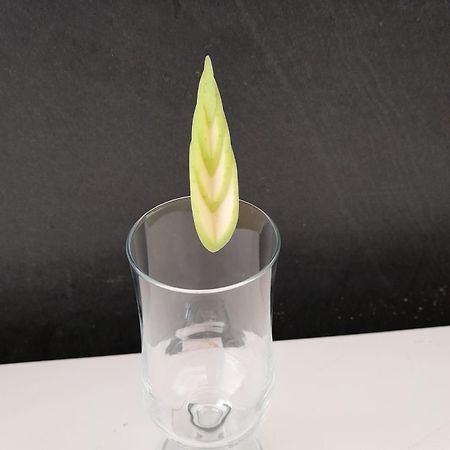 犀牛度假酒店及Spa 萨利波图尔 外观 照片